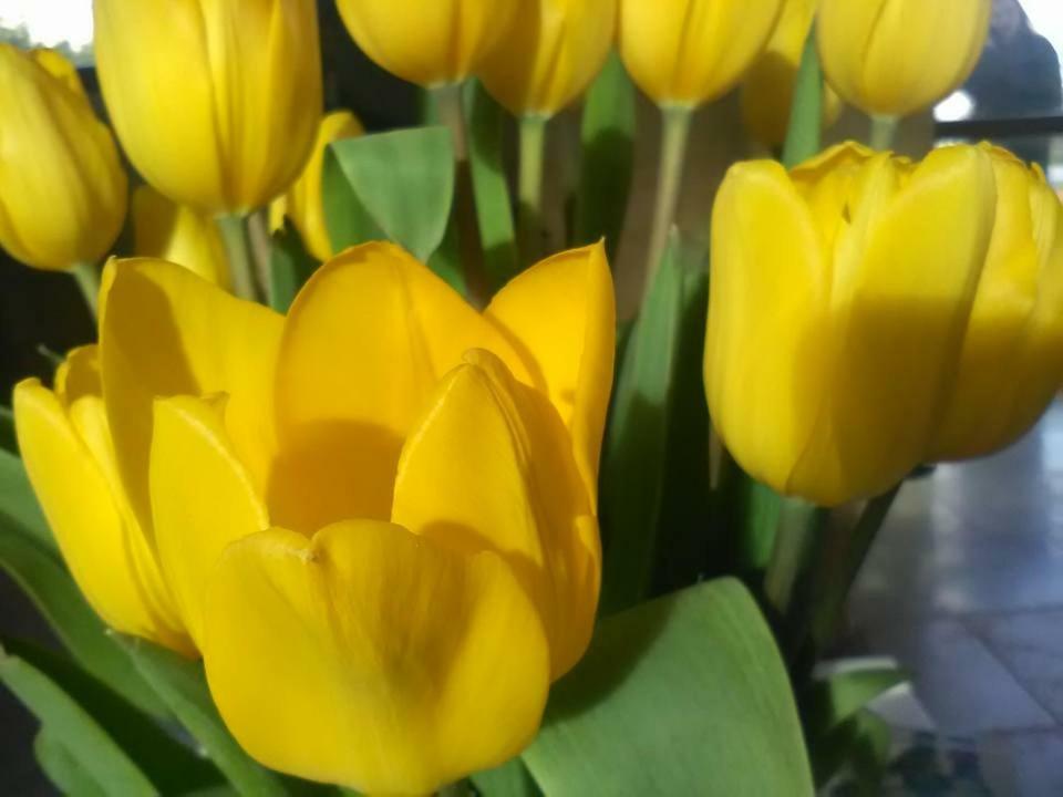 B&B Il Tulipano 塔兰托 外观 照片